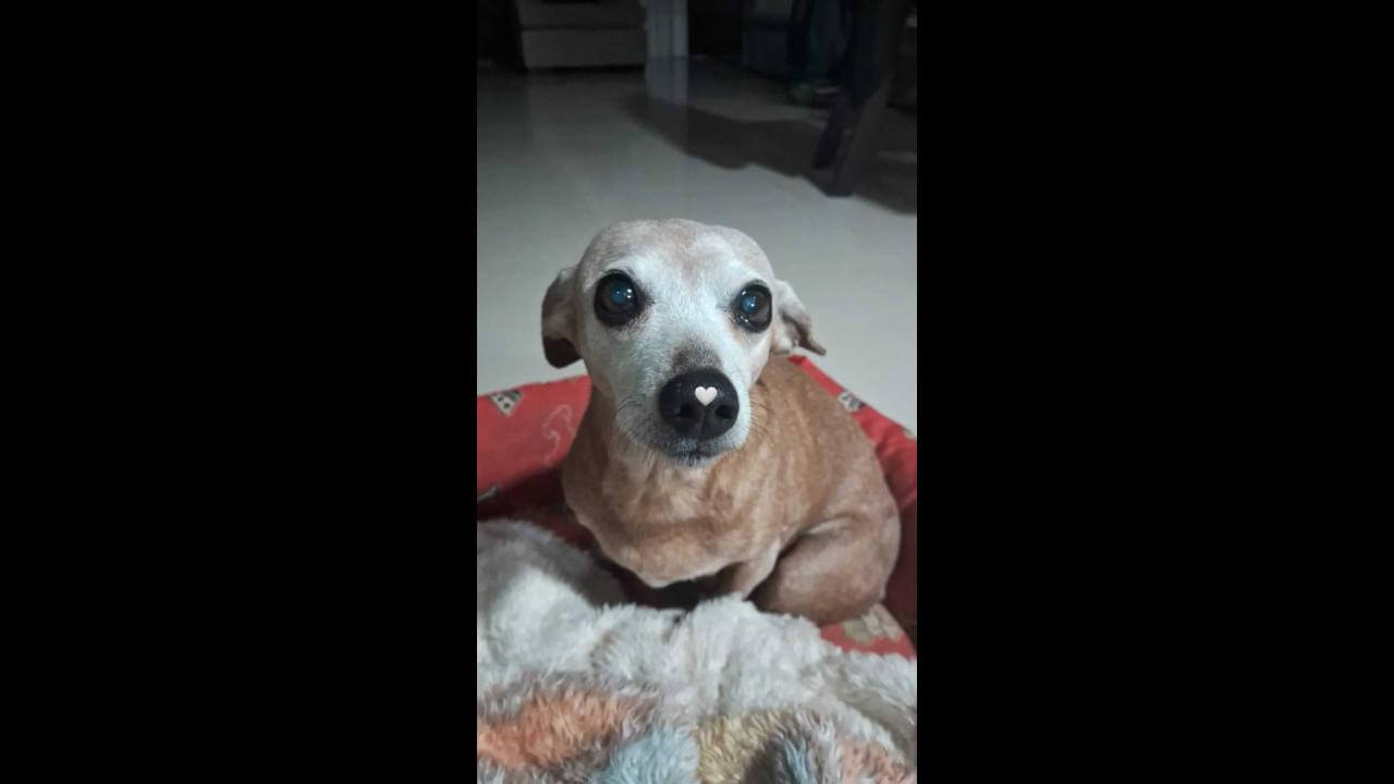 Cachorra é encontrada no bairro São Cristóvão