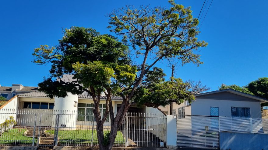 Moradores temem queda de árvore podre e cobram ação da prefeitura em Cascavel