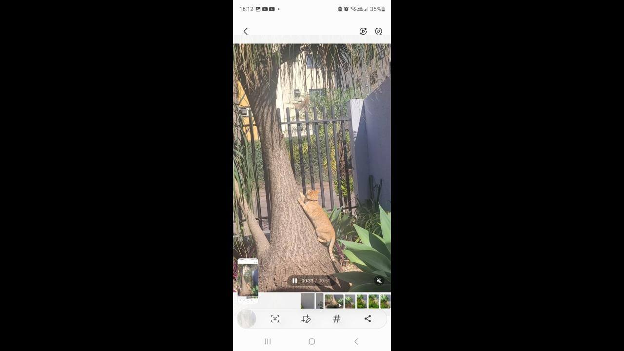Gato Caio desapareceu no bairro Neva