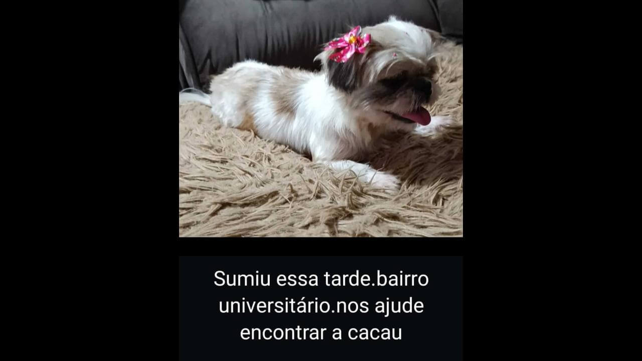 Cachorra Cacau desapareceu no bairro Universitário