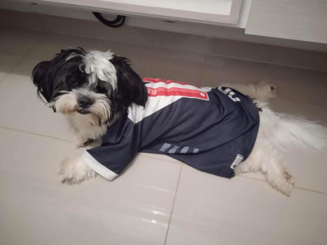 Cachorro Theo desapareceu no bairro Morumbi
