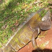 Imagem referente a Iguana-verde aparece em residência no bairro São Luiz, em Santa Helena