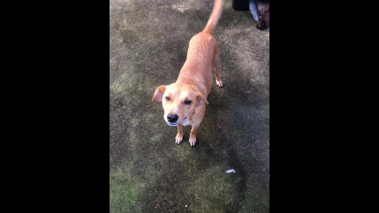 Cachorra é encontrada no bairro Cancelli