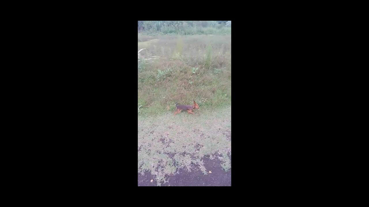 Cachorra Dora desapareceu no bairro Florais do Paraná