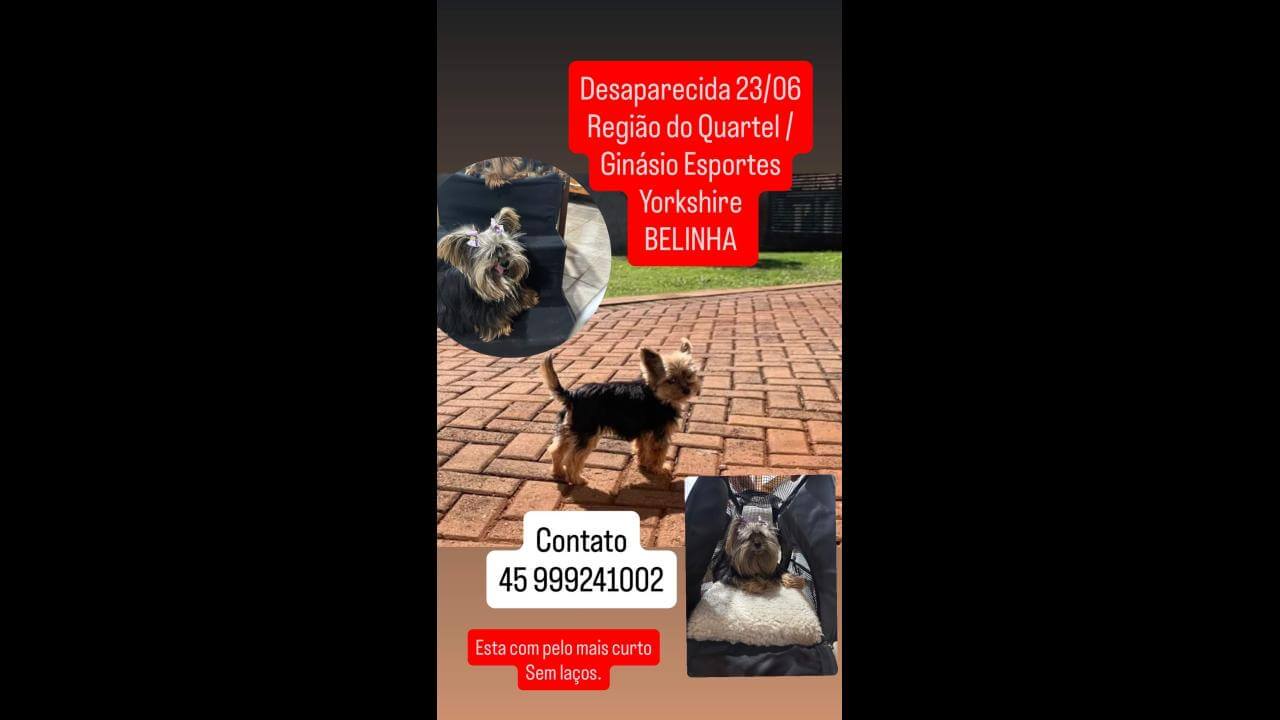 Cachorra Belinha desapareceu no bairro Centro