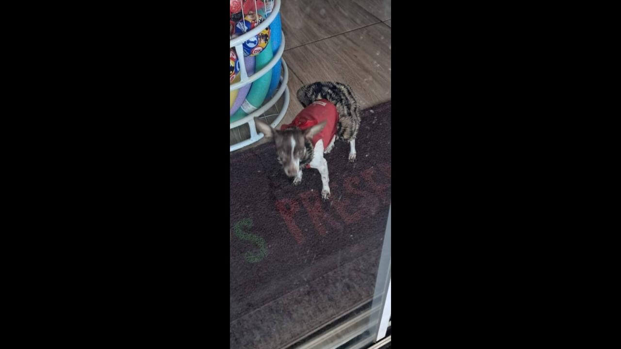 Cachorra Belinha (está com a roupinha da foto e desapareceu no bairro Periolo