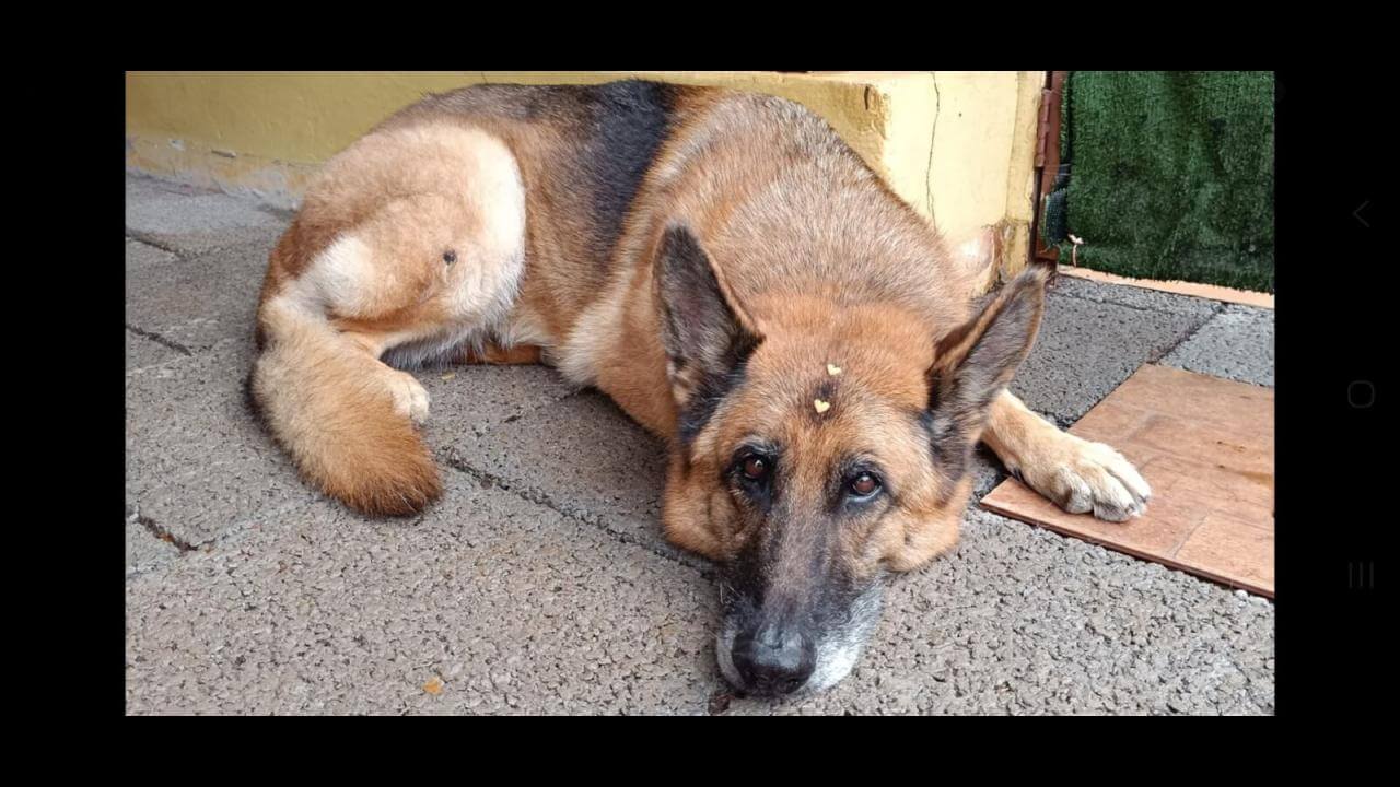 Cachorra Olivia desapareceu no bairro Cancelli