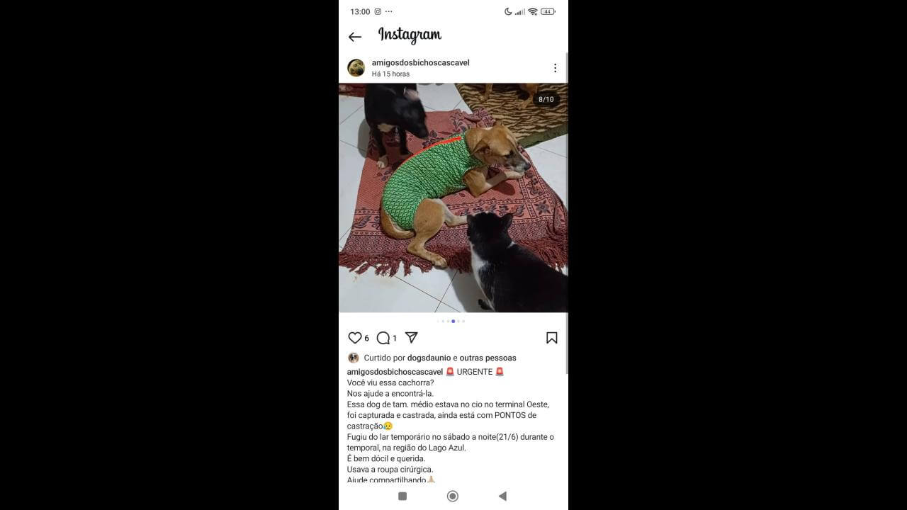 Cachorra Lola. Ela está castrada e com os pontos ainda. Desapareceu no bairro Lago Azul