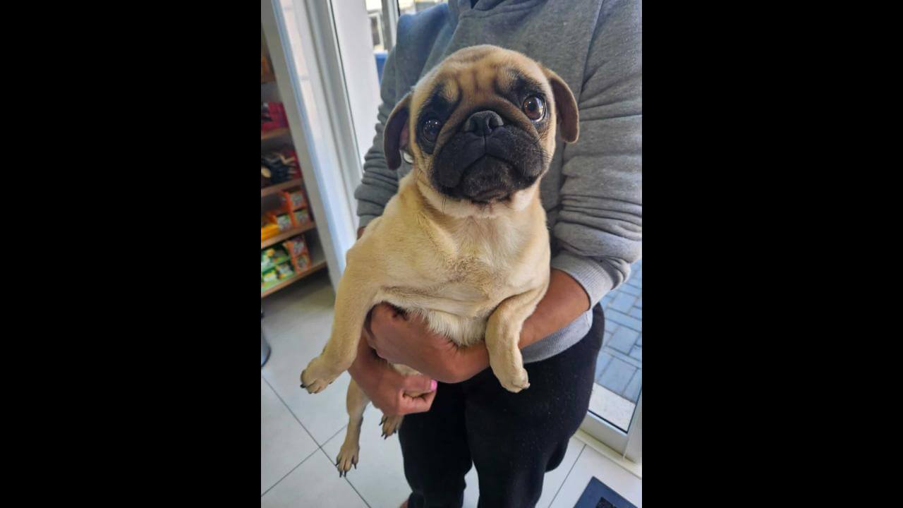 Cachorra é encontrada no bairro Neva