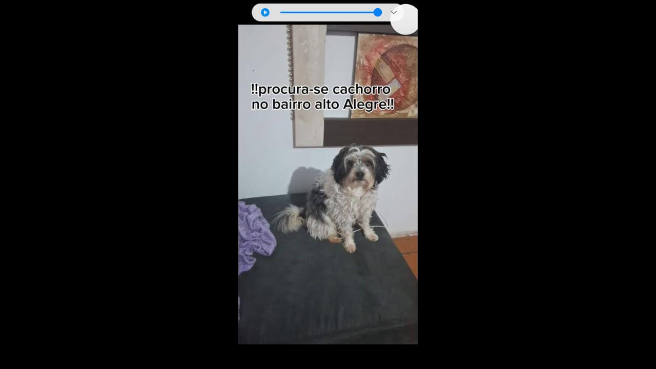 Cachorra Endi desapareceu no bairro Alto Alegre