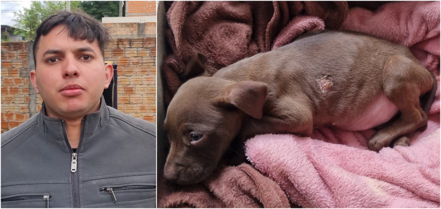 Filhote sofre após acidente e internauta pede ajuda para atendimento veterinário