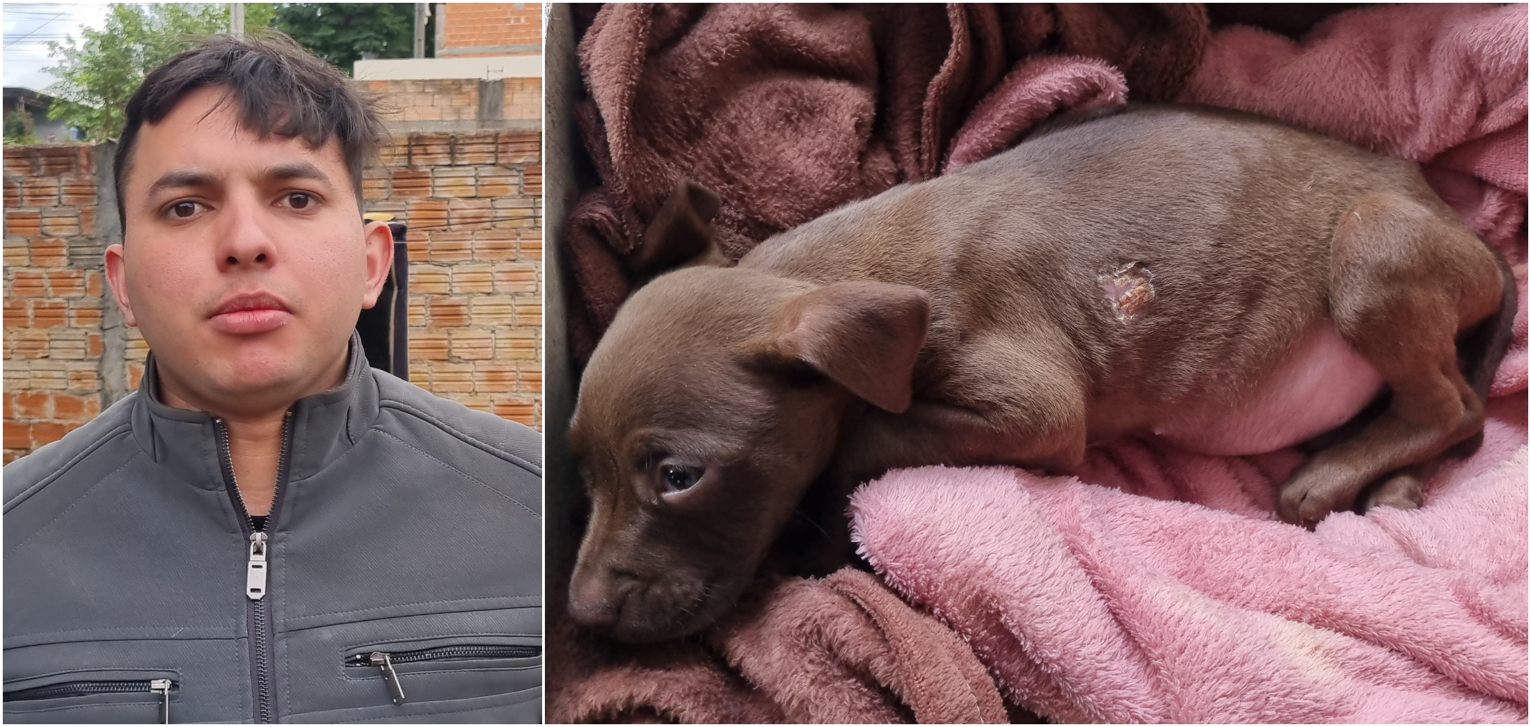 Filhote sofre após acidente e internauta pede ajuda para atendimento veterinário Filhote sofre após acidente e internauta pede ajuda para atendimento veterinário