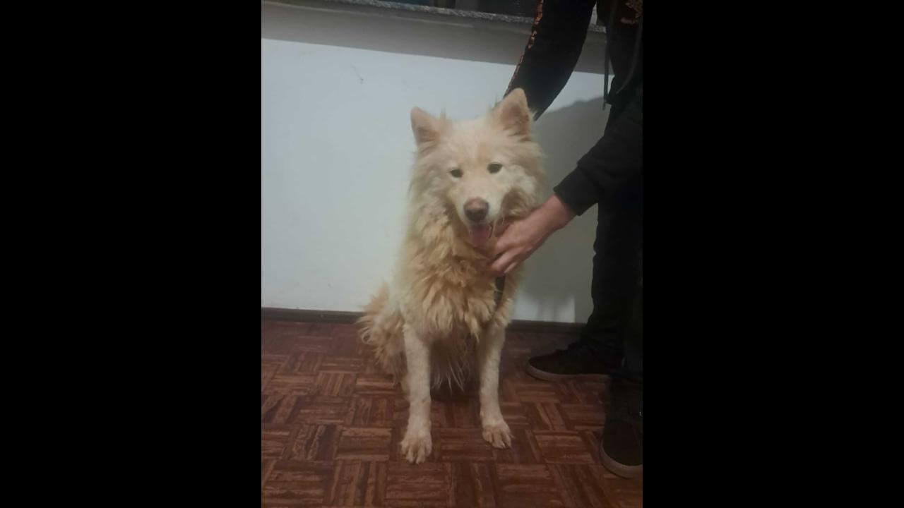 Cachorro é encontrado no bairro Cascavel Velho