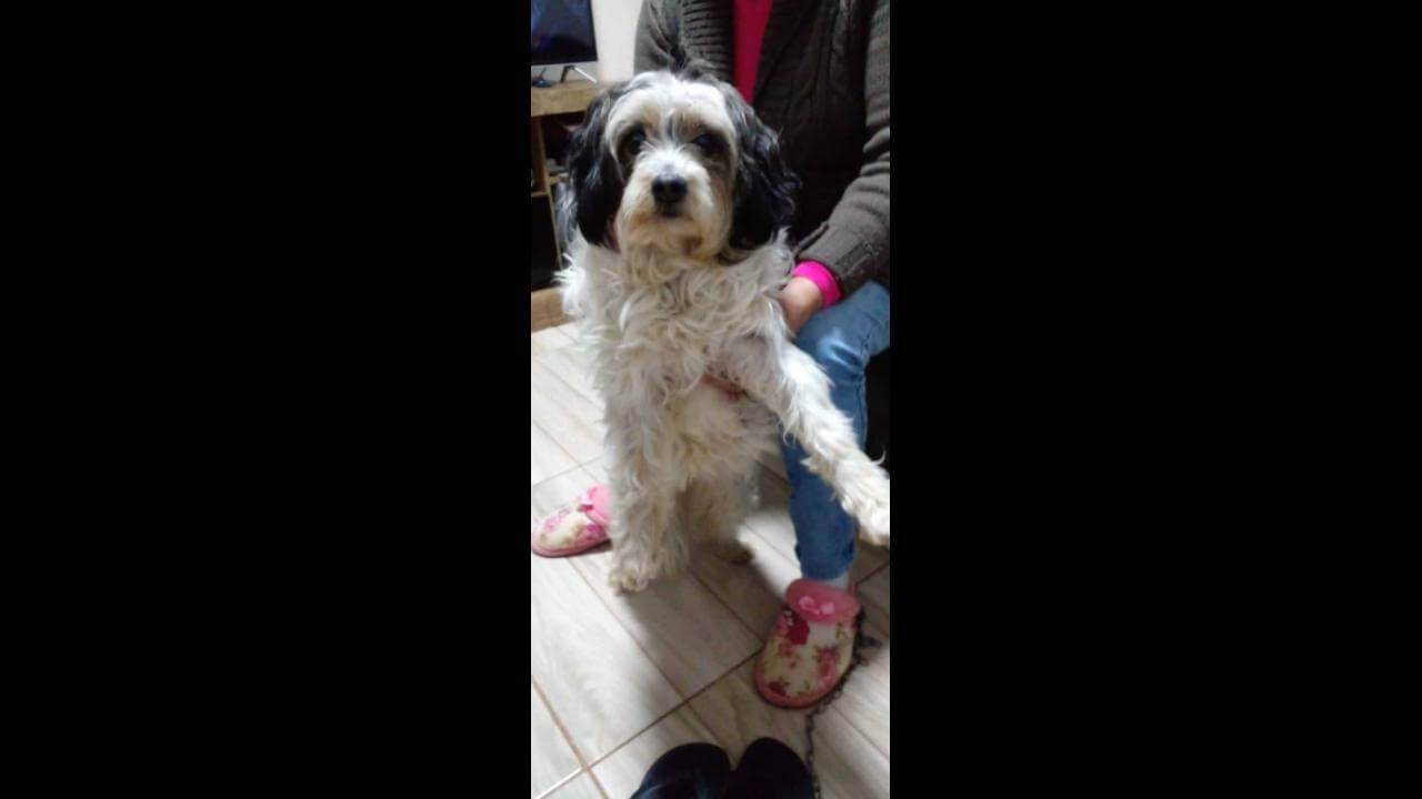 Cachorra é encontrada no bairro Alto Alegre