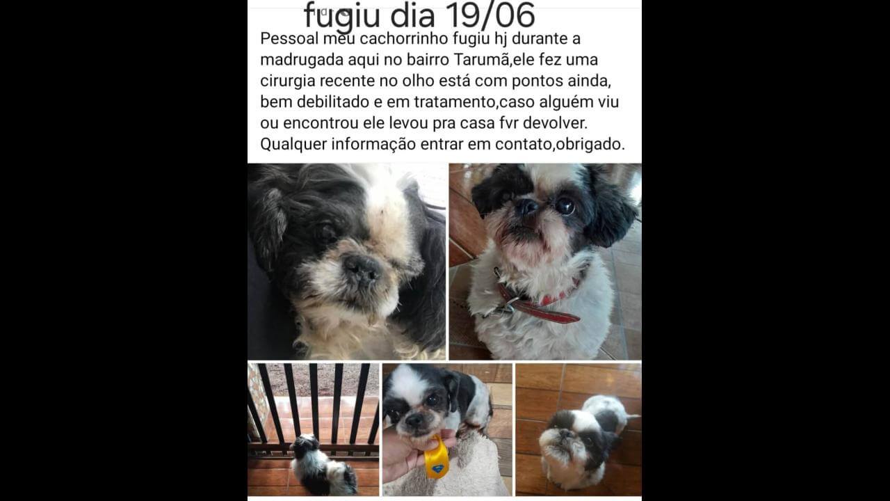 Cachorro Totó desapareceu no bairro Tarumã
