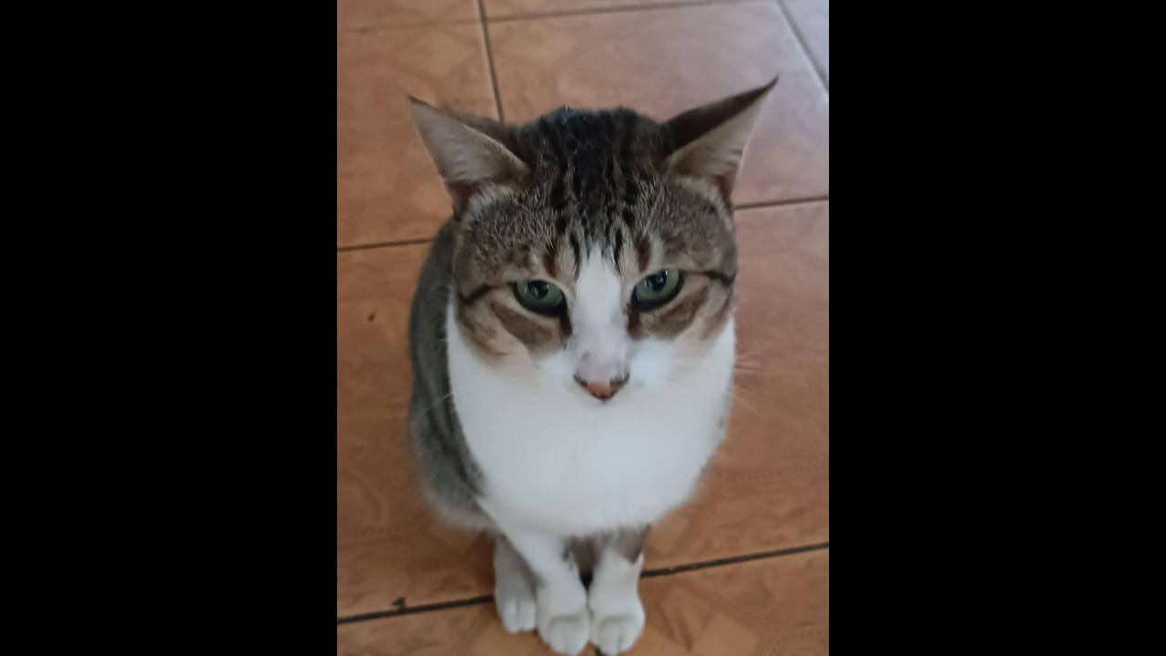 Gato é encontrado no bairro São Cristóvão