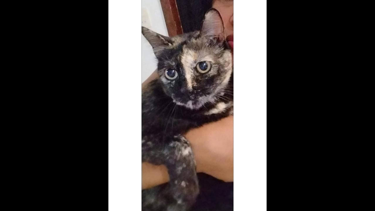 Gata Mima desapareceu no bairro Pacaembu