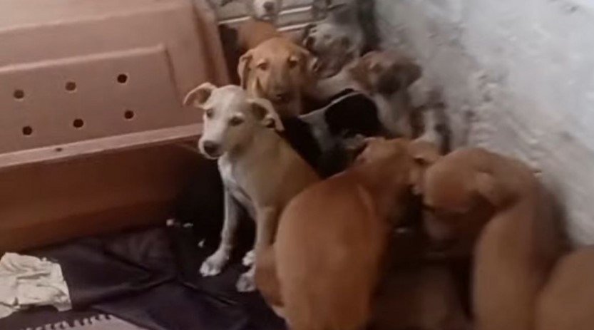 Barulho de fogos mata cinco cães em abrigo durante festa de São João