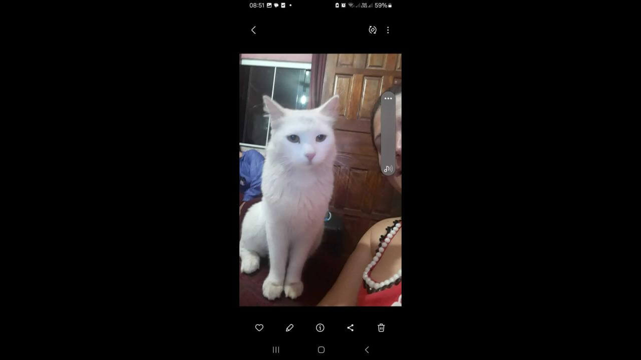 Gata MEL desapareceu no bairro Jardim Padovani