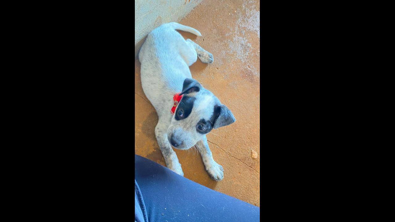 Cachorra Luna desapareceu nas proximidades da BR-277