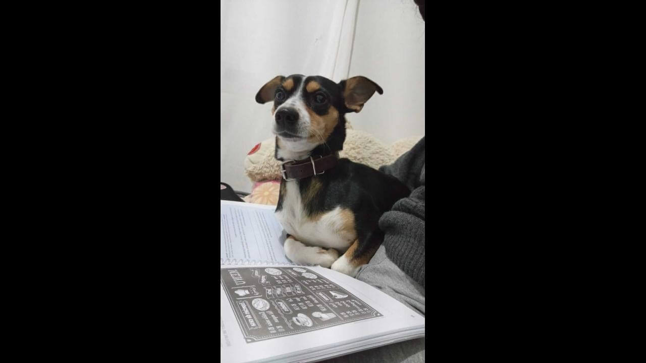 Cachorro é encontrado no bairro Periolo