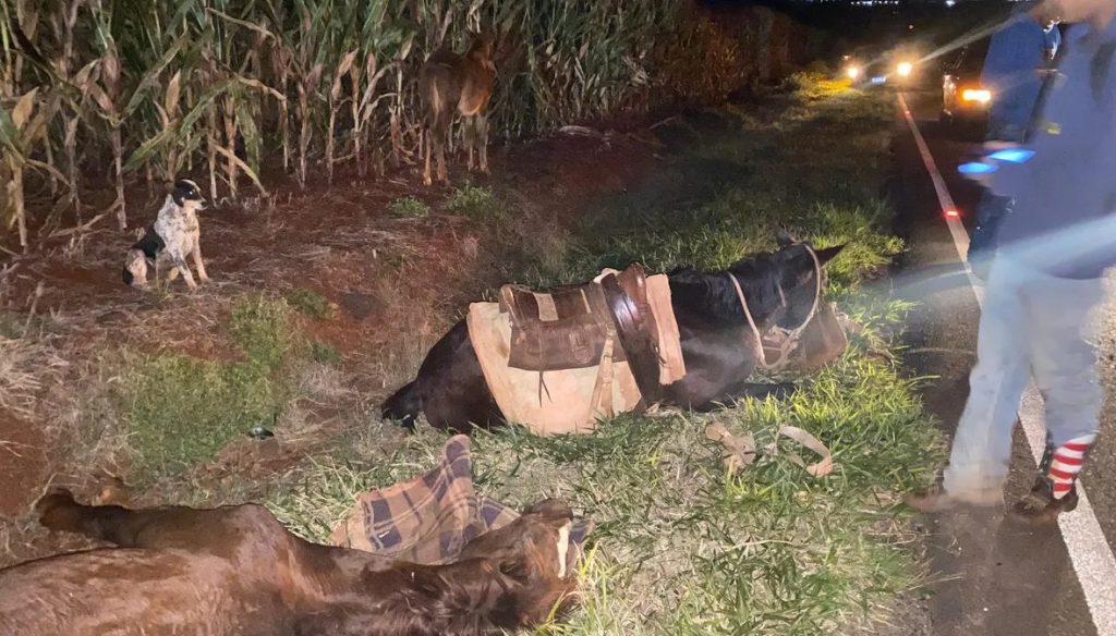 Cavalos morrem após serem abandonados em local de acidente