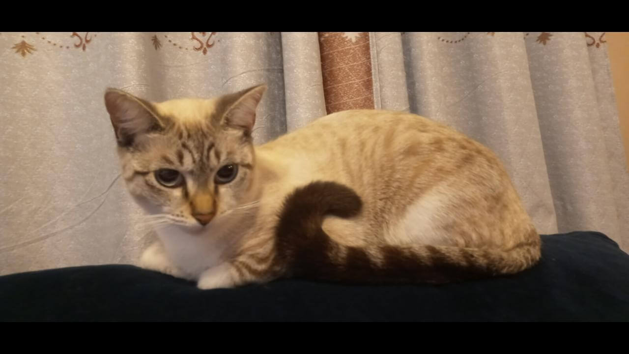 Gata Ravena desapareceu no bairro Interlagos