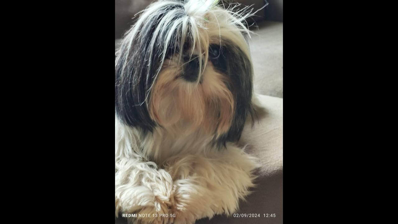 Cachorra Sophia desapareceu no bairro São Cristóvão