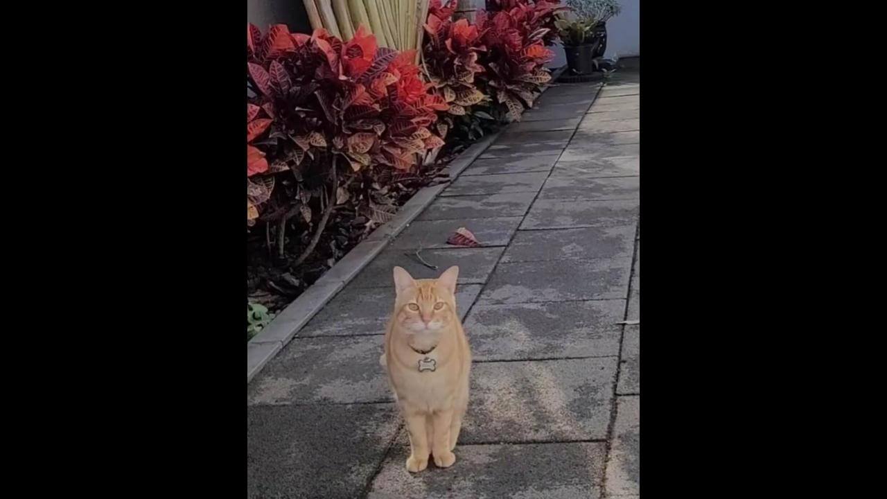 Gato Caio desapareceu no bairro Neva