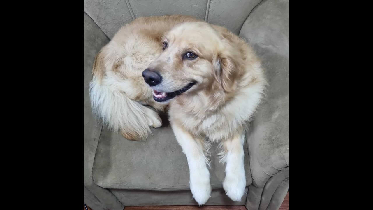 Cachorro Rocky desapareceu no bairro Centro