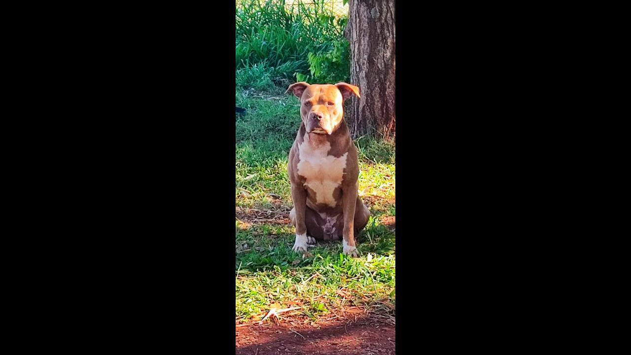Cachorro Bob desapareceu no bairro Pioneiros Catarinenses