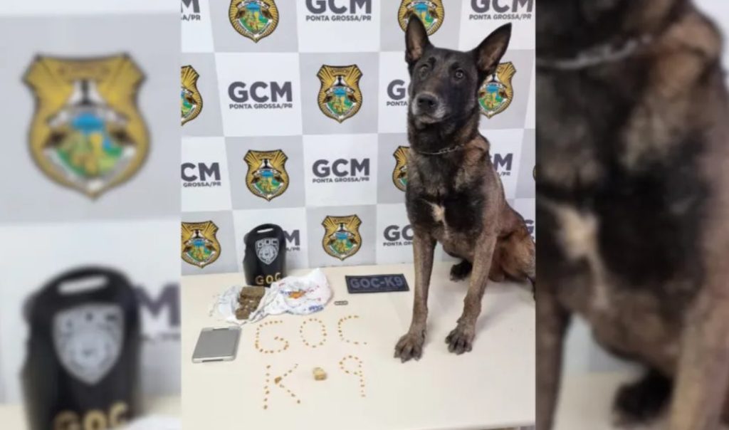 ‘Bolt’ encontra crack e maconha escondidos em terreno no Jardim Carvalho
