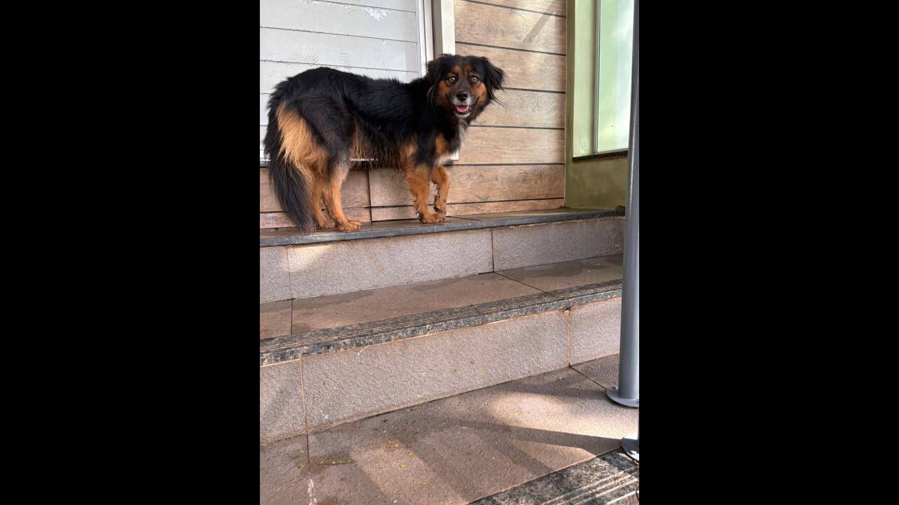 Cachorro é encontrado no bairro Região do Lago