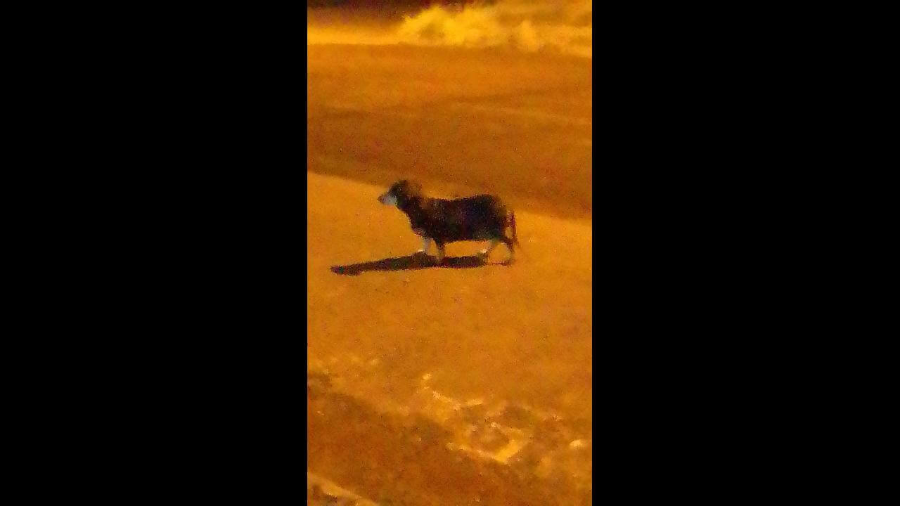 Cachorra é encontrada no bairro Cascavel Velho