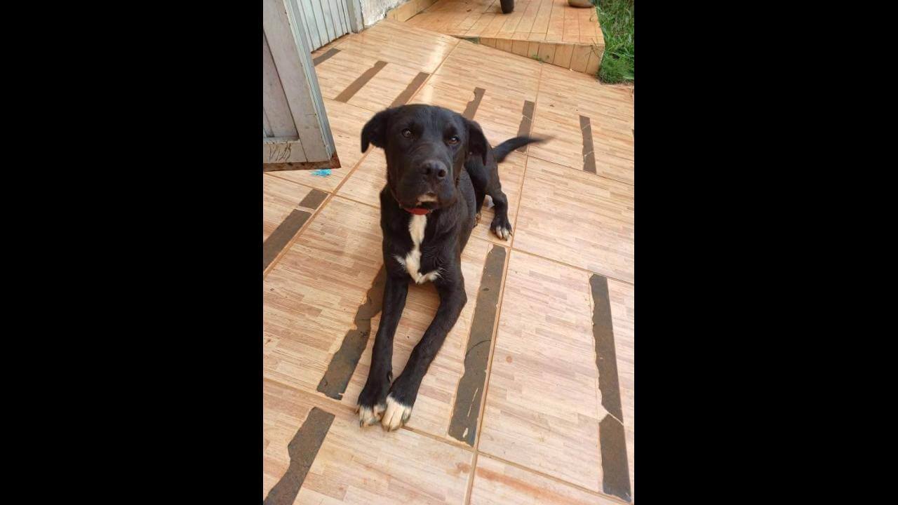 Cachorro é encontrado no bairro Universitário
