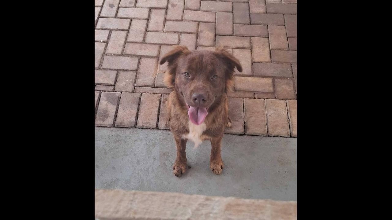 Cachorro é encontrado no bairro Fag
