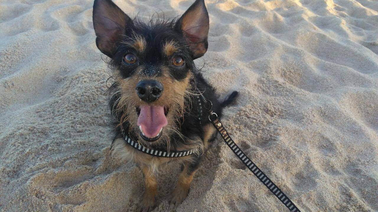 Cachorro Junior desapareceu no bairro Santa Felicidade