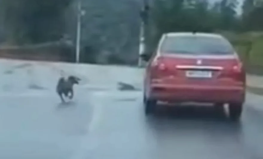 Acusado injustamente por abandono de cachorro, homem tira a própria vida após repercussão de fake news