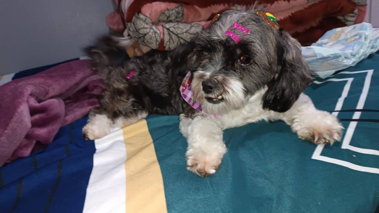 Cachorra Luna desapareceu no bairro Interlagos