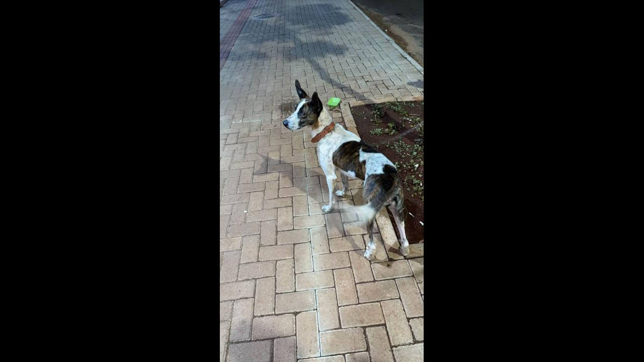 Cachorro é encontrado no bairro Universitário
