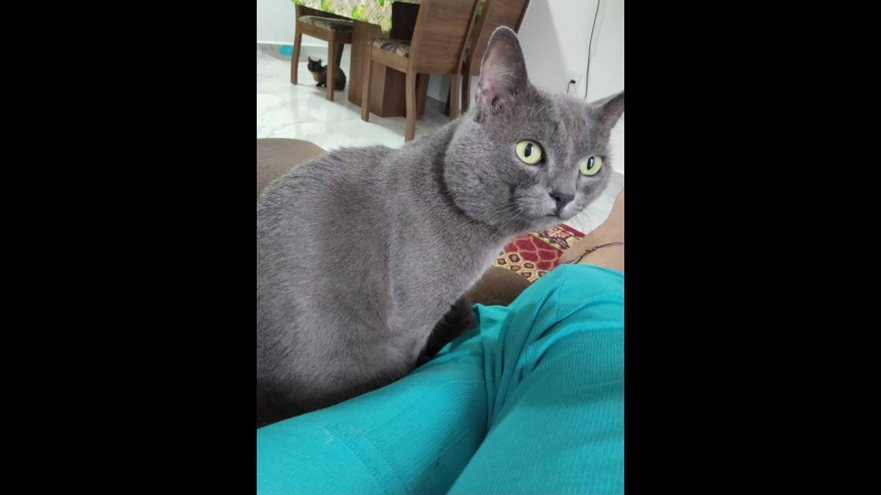 Gato Fumaça desapareceu no bairro Morumbi