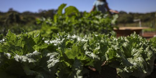 Parceria destina R$ 299 milhões para agricultura familiar na Bahia Imagem referente a Parceria destina R$ 299 milhões para agricultura familiar na Bahia