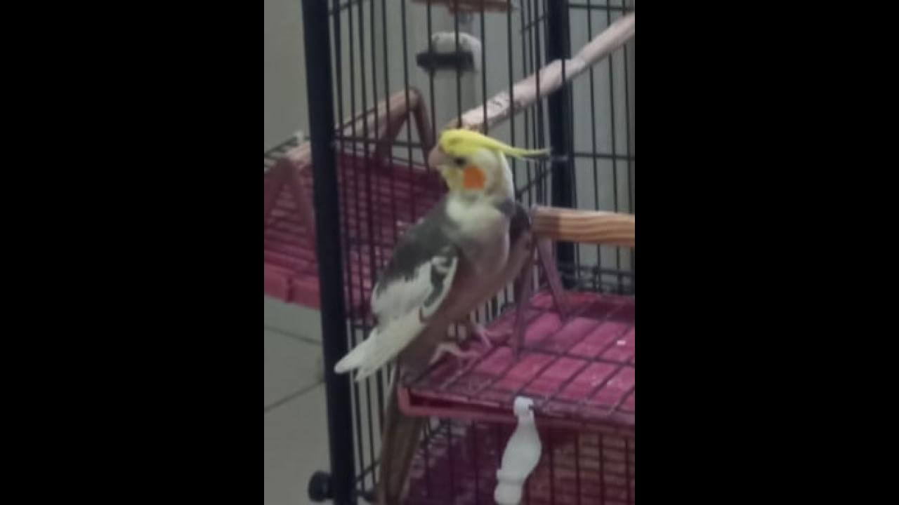 Calopsita Romeu desapareceu no bairro Clarito