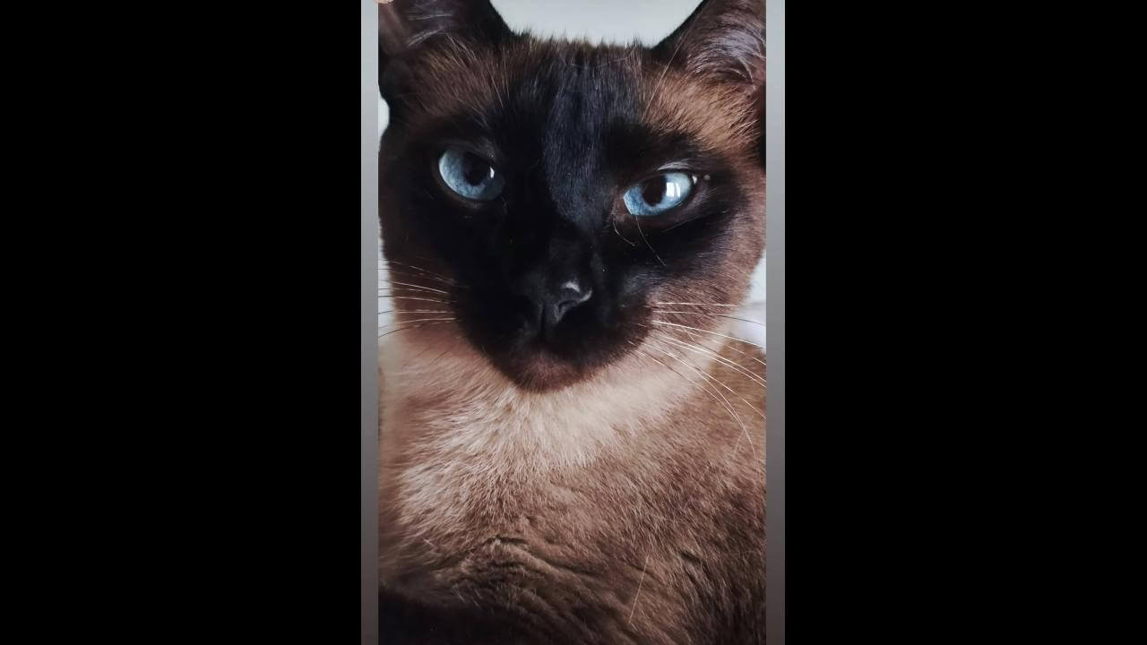 Gata Melanie desapareceu no bairro Santa Felicidade