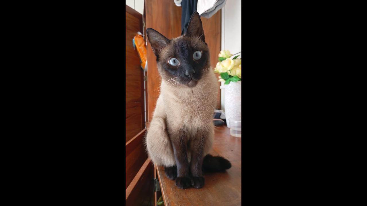 Gata Yumi desapareceu no bairro Região do Lago