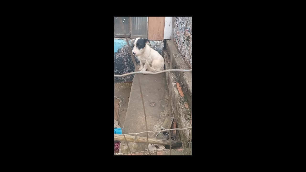 Cachorra é encontrada no bairro Periolo