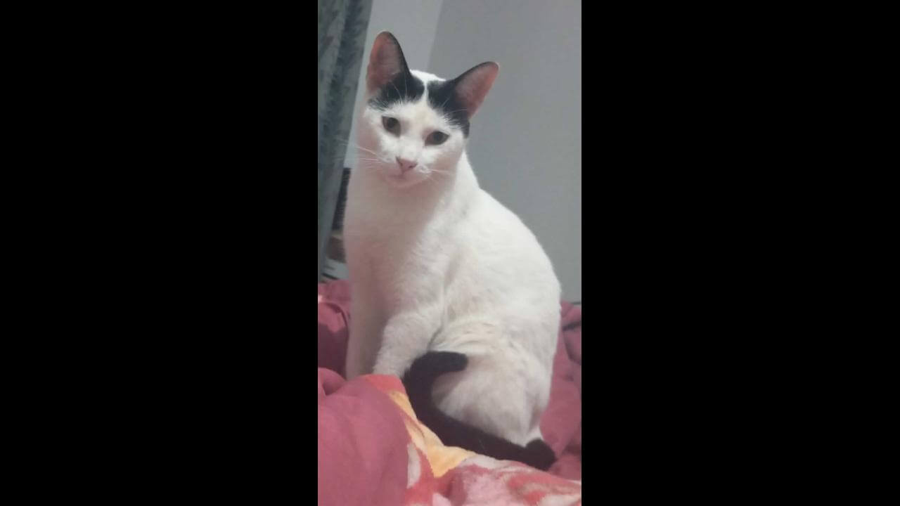 Gato Hugo desapareceu no bairro Cascavel Velho