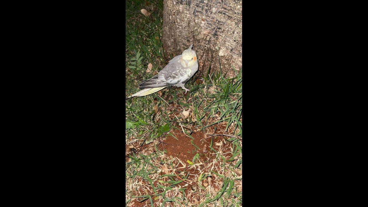 Calopsita é encontrado no bairro Alto Alegre