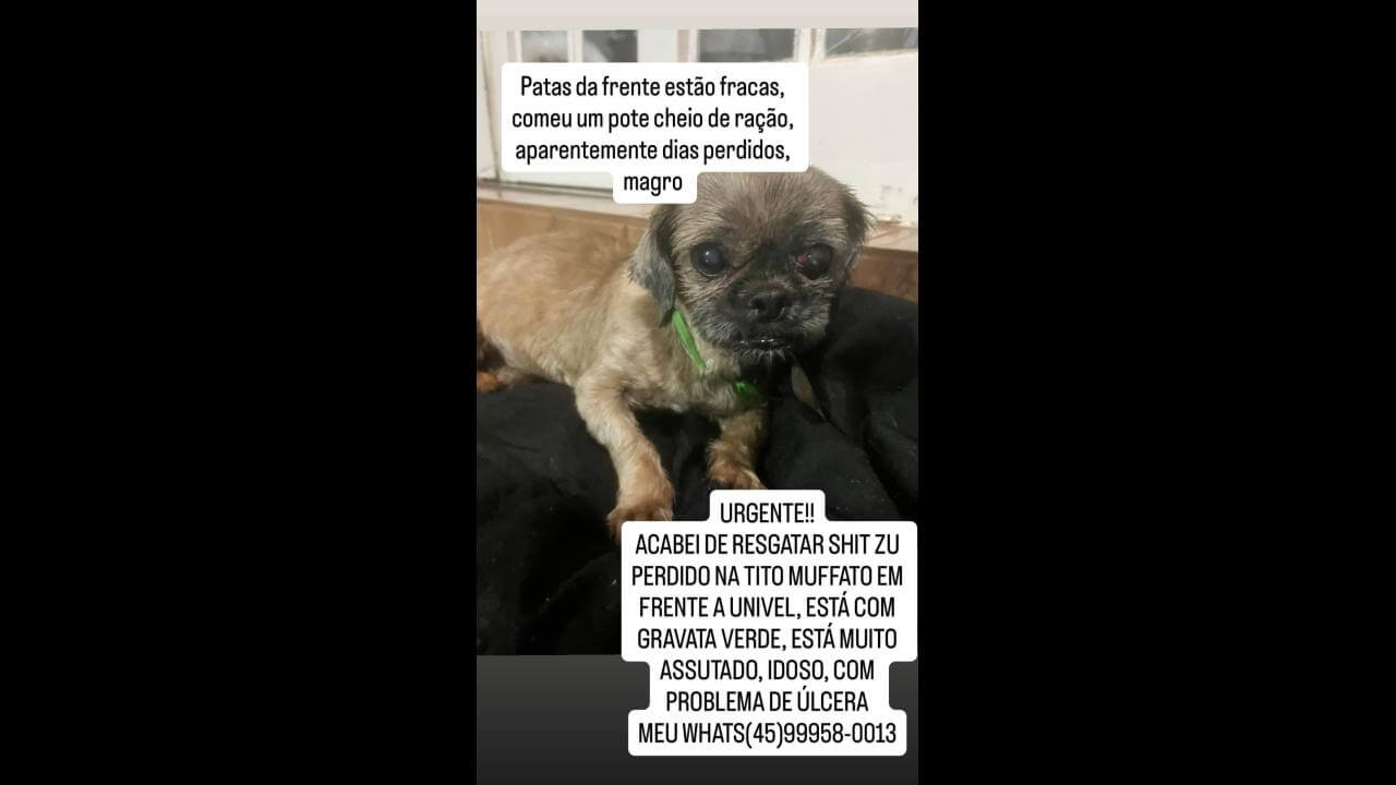 Cachorro é encontrado no bairro Santa Cruz