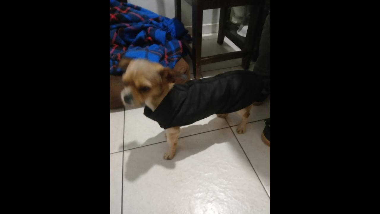 Cachorro é encontrado no bairro Universitário